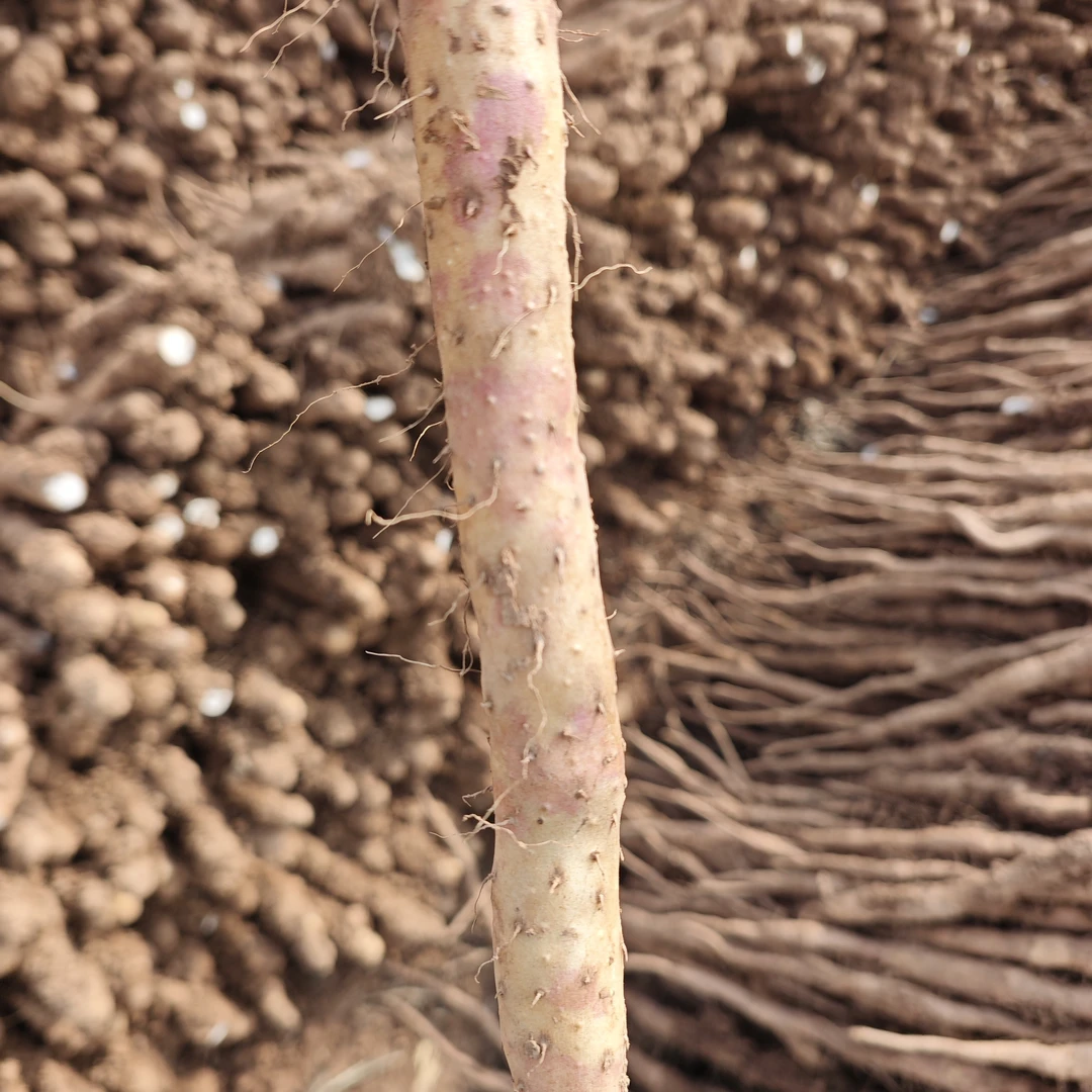 正宗焦作垆土地铁棍怀山药，软面甜糯好滋养，神农山下源头种植基地