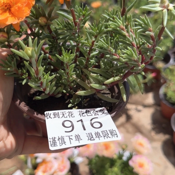 全部花朵916超小苗盆口10cm