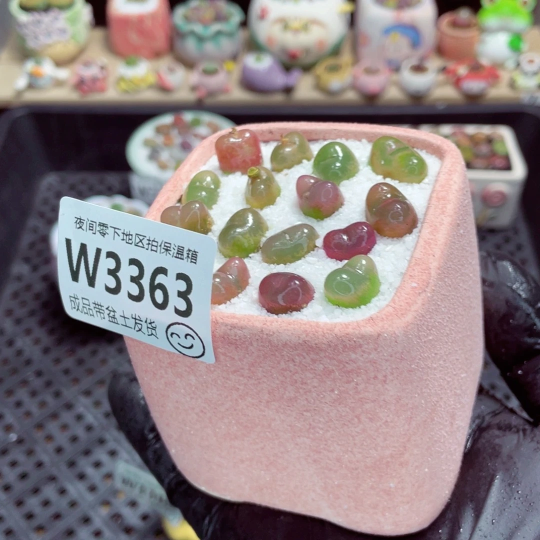 夜间零下地区拍保温箱w3363