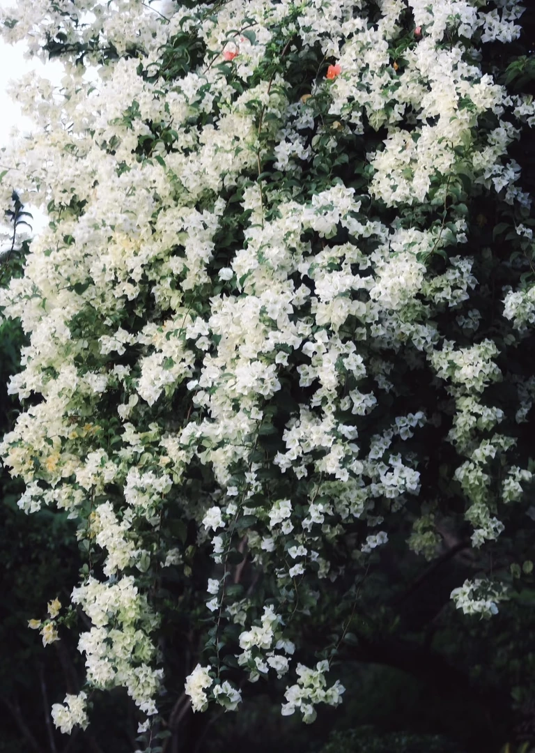 【白雪公主】三角梅四季开花盆栽花卉原生桩好养易活阳台庭院可爬藤