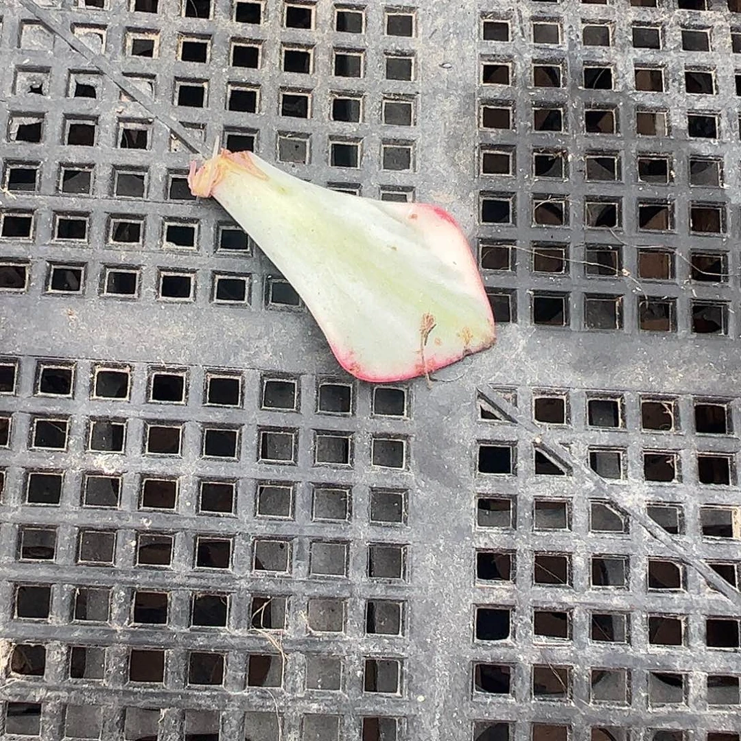 星***河多肉植物多肉植物
