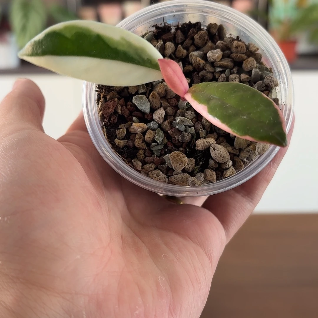 无花朵闪1梦幻火烈鸟