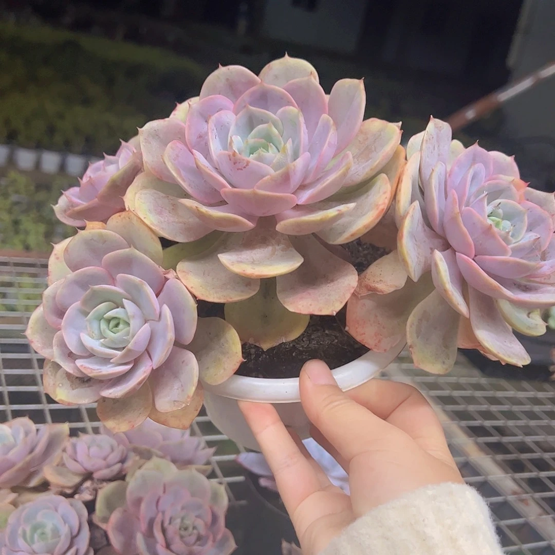 蓝色苍鹭三大头起发