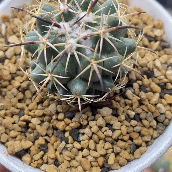 实生钢钉一颗包邮