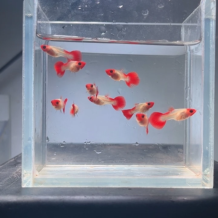 孔雀鱼10条红头玻璃猫短母