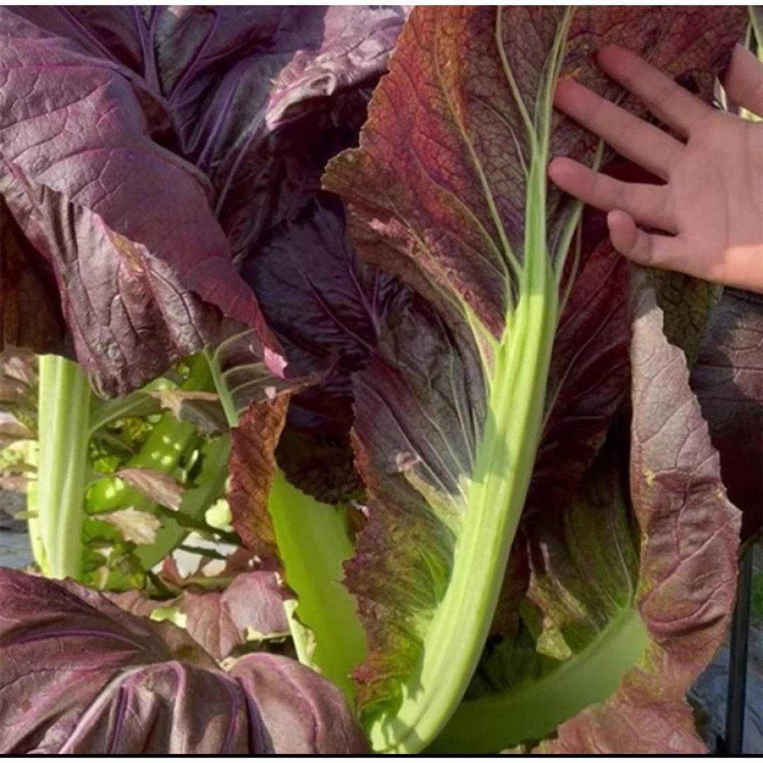 【紫色大叶芥菜种子】四季种植盆栽地栽阳台小院种植