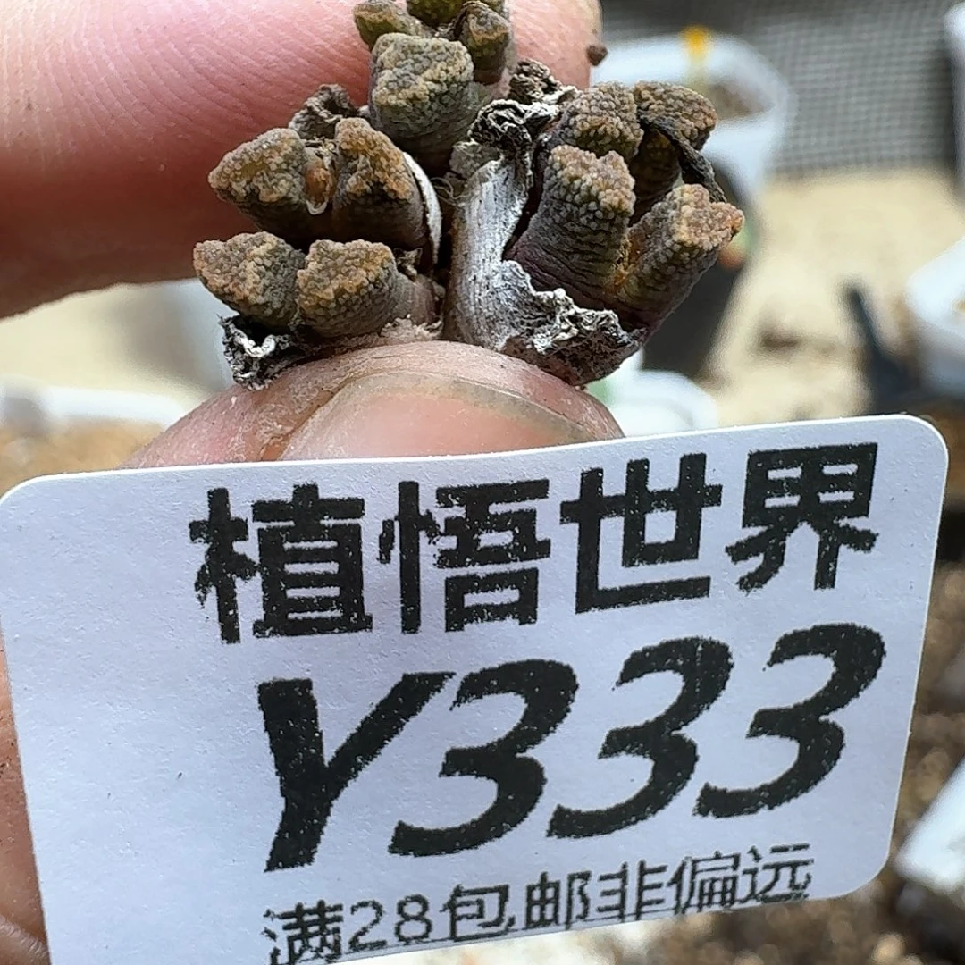 多肉植物多肉植物f