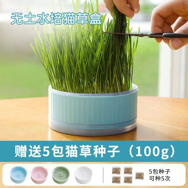 幼猫草盆栽小麦种子育苗盘无土水培化毛草猫薄荷种好幼猫咪零食##