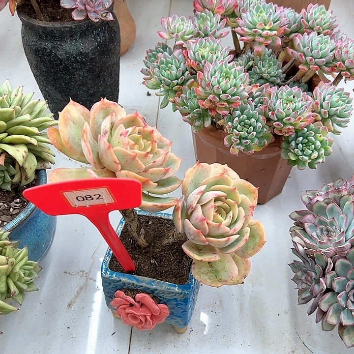 木***李白雪公主多肉植物082