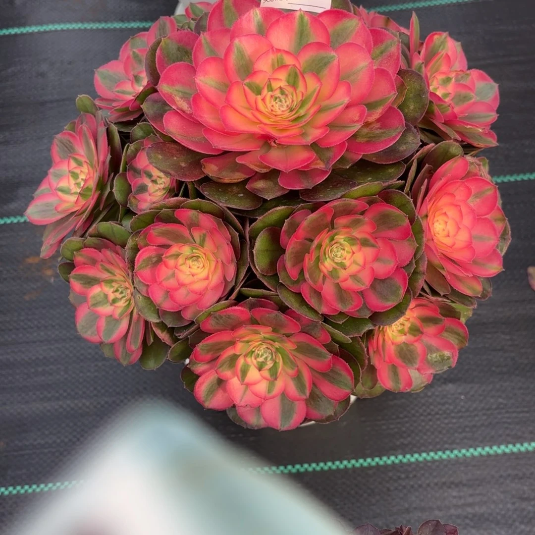 无花朵020 1234567   荔枝