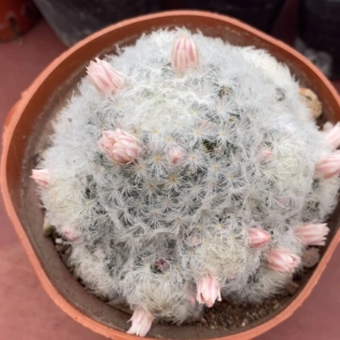 粉花白星群7仙人球