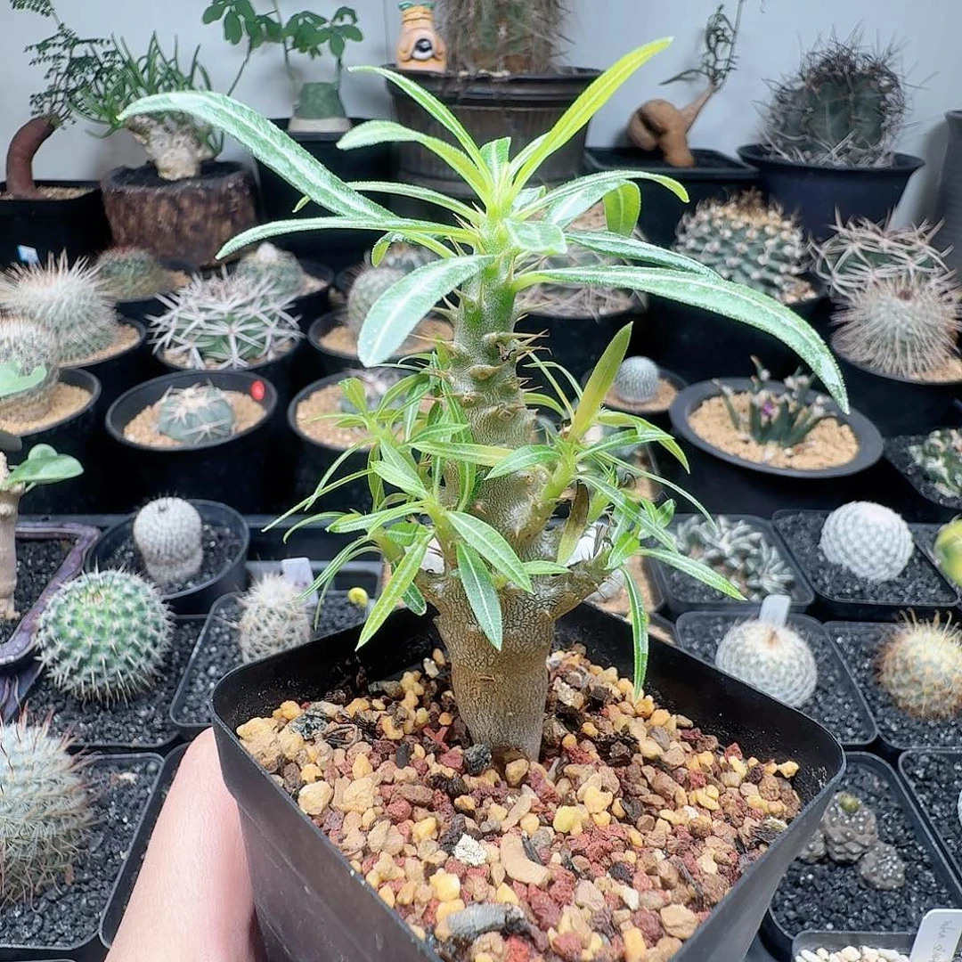 凯蒂棒槌带盆发货