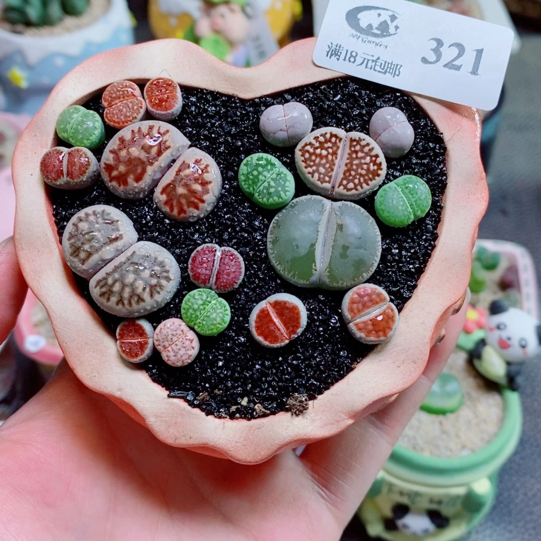 生石花花花花花花花321