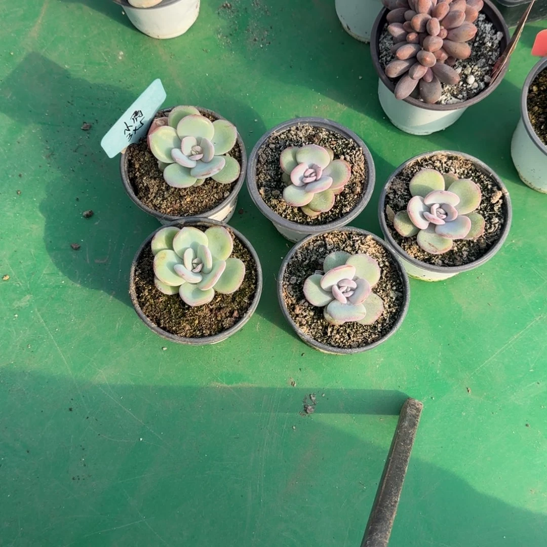 雾***花小倩多肉植物5颗111