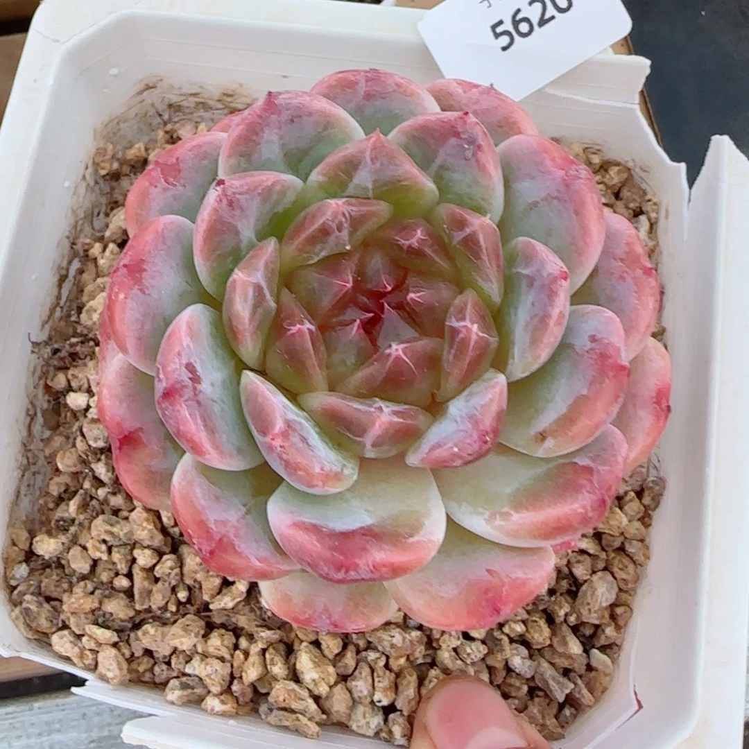 秘境冰魄，5620多肉植物