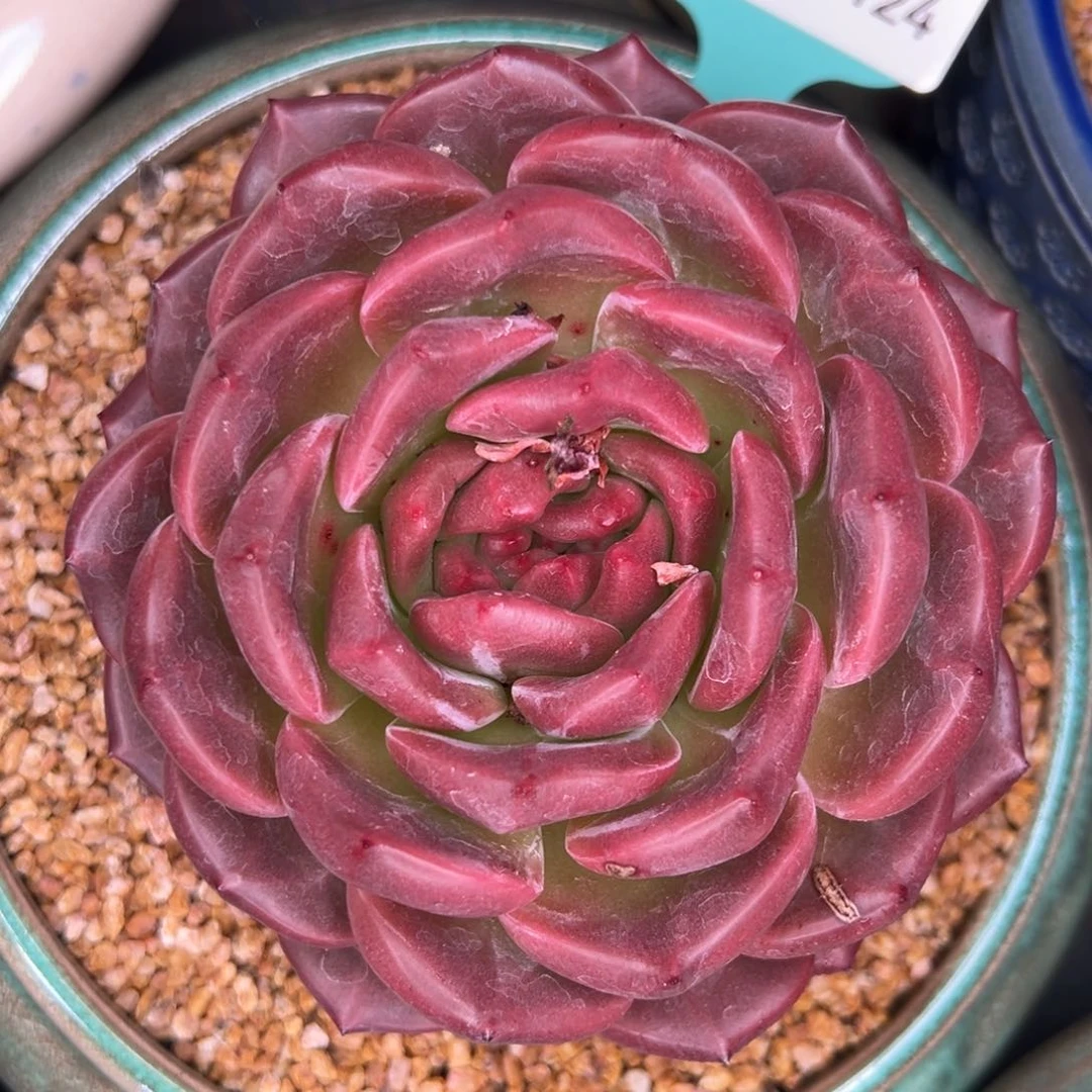 从前慢多肉精选编号0712.124