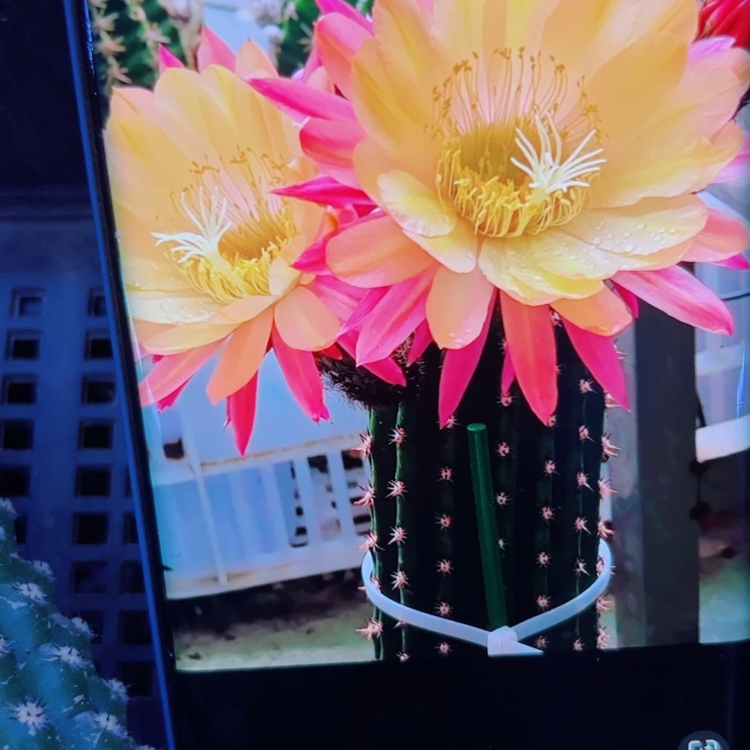 下6毛法三歪无根侧芽5公分左右20包邮