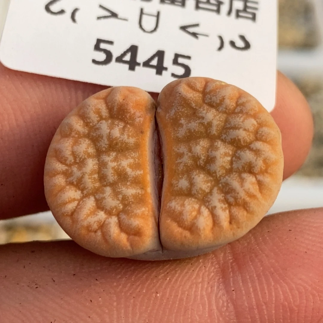 5445。哈默舞岚。。。。。。