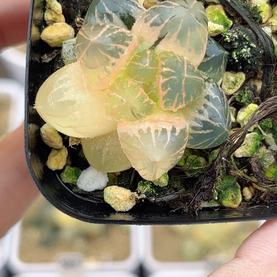 45糊斑龙爪玉露锦福利专场