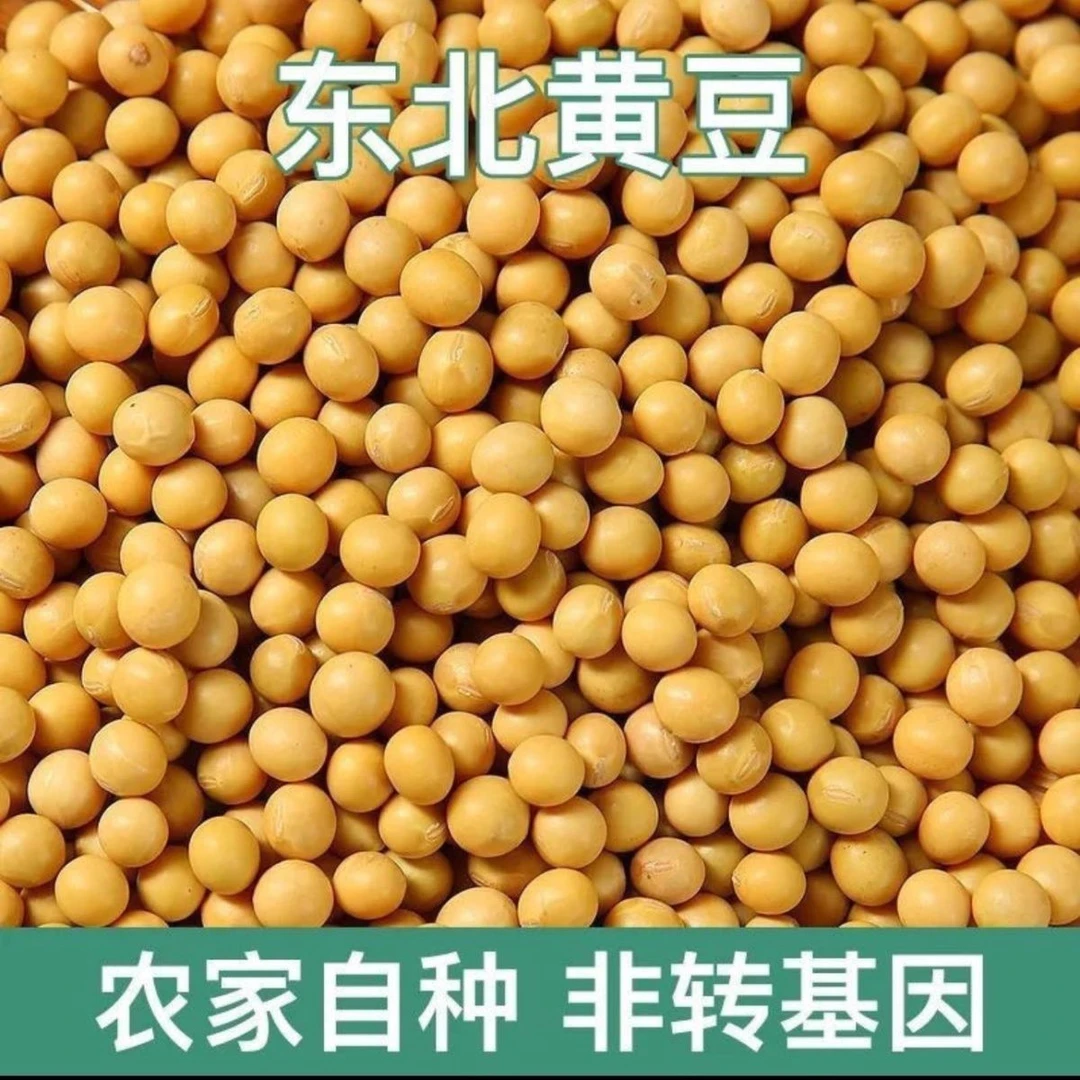 偏远地区东北农家自种大豆 非转基因大豆 高油大豆