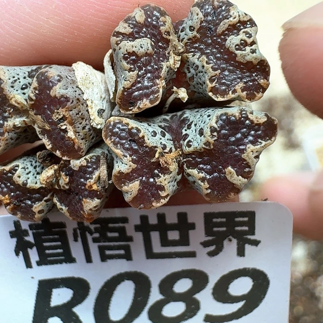 多肉植物的人生ef