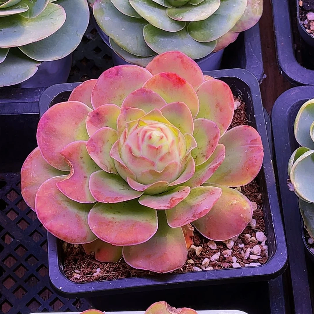 蟠桃 非偏远包邮 多肉