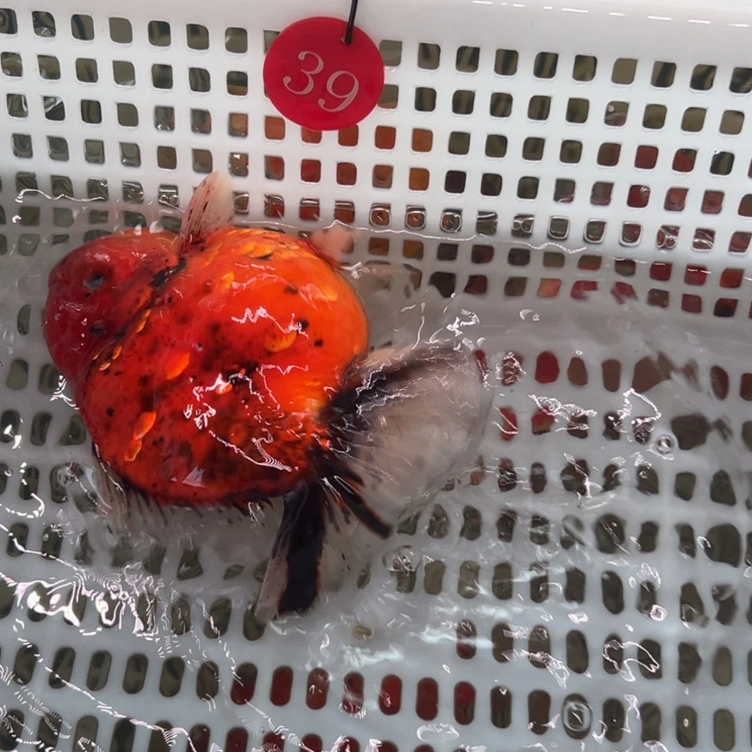 合***合金鱼你好吗我好想你