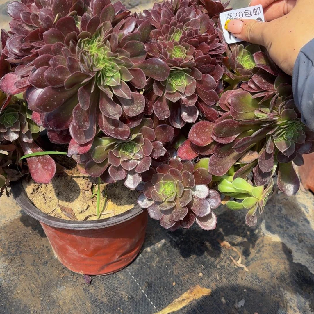 无花朵613多肉植物捧花的