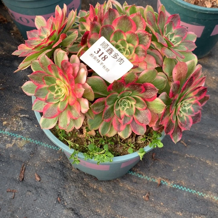 318海仙多肉植物特价