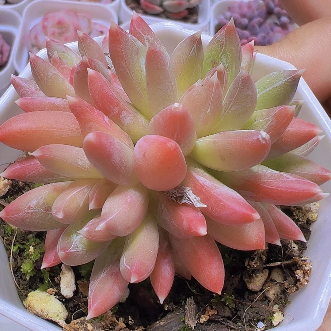 炫彩星群19包邮多肉植物