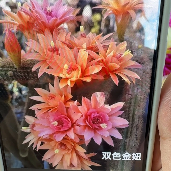 351金妞双色一个无根侧牙，20包邮