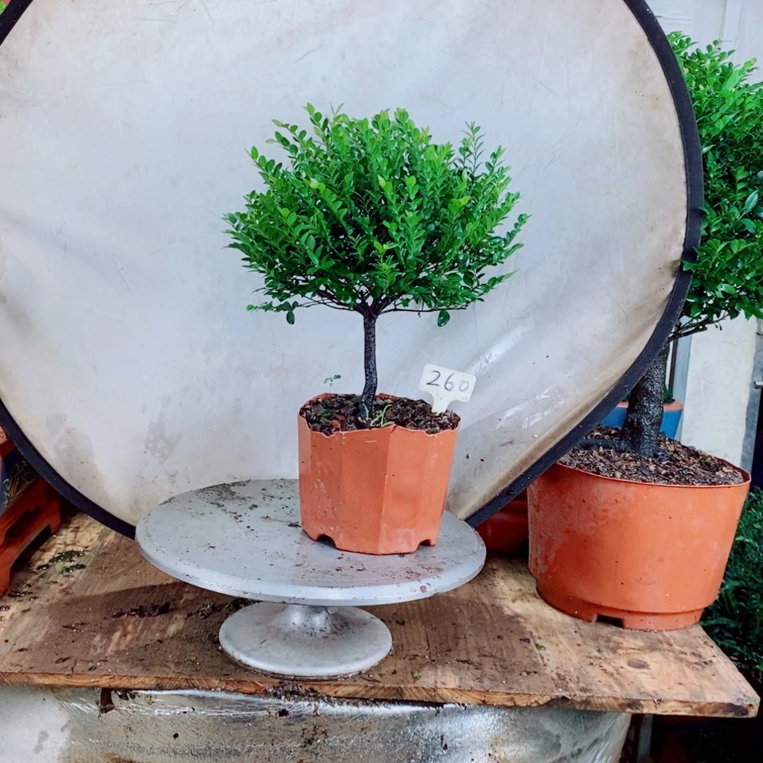 平***生完全开放260编号紫檀