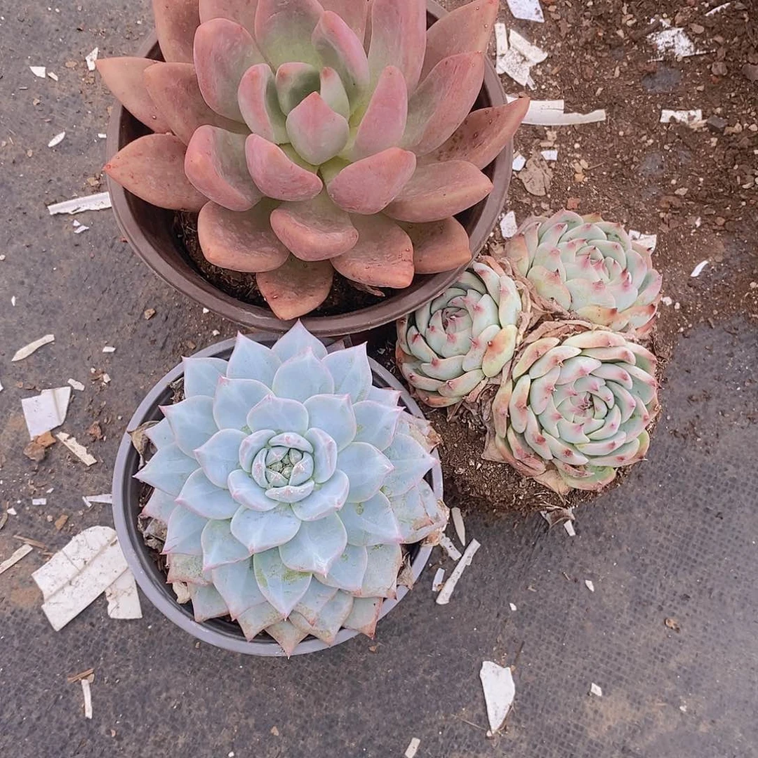 桃花源，粉蓝鸟，吉娃娃多头，薄叶蓝鸟