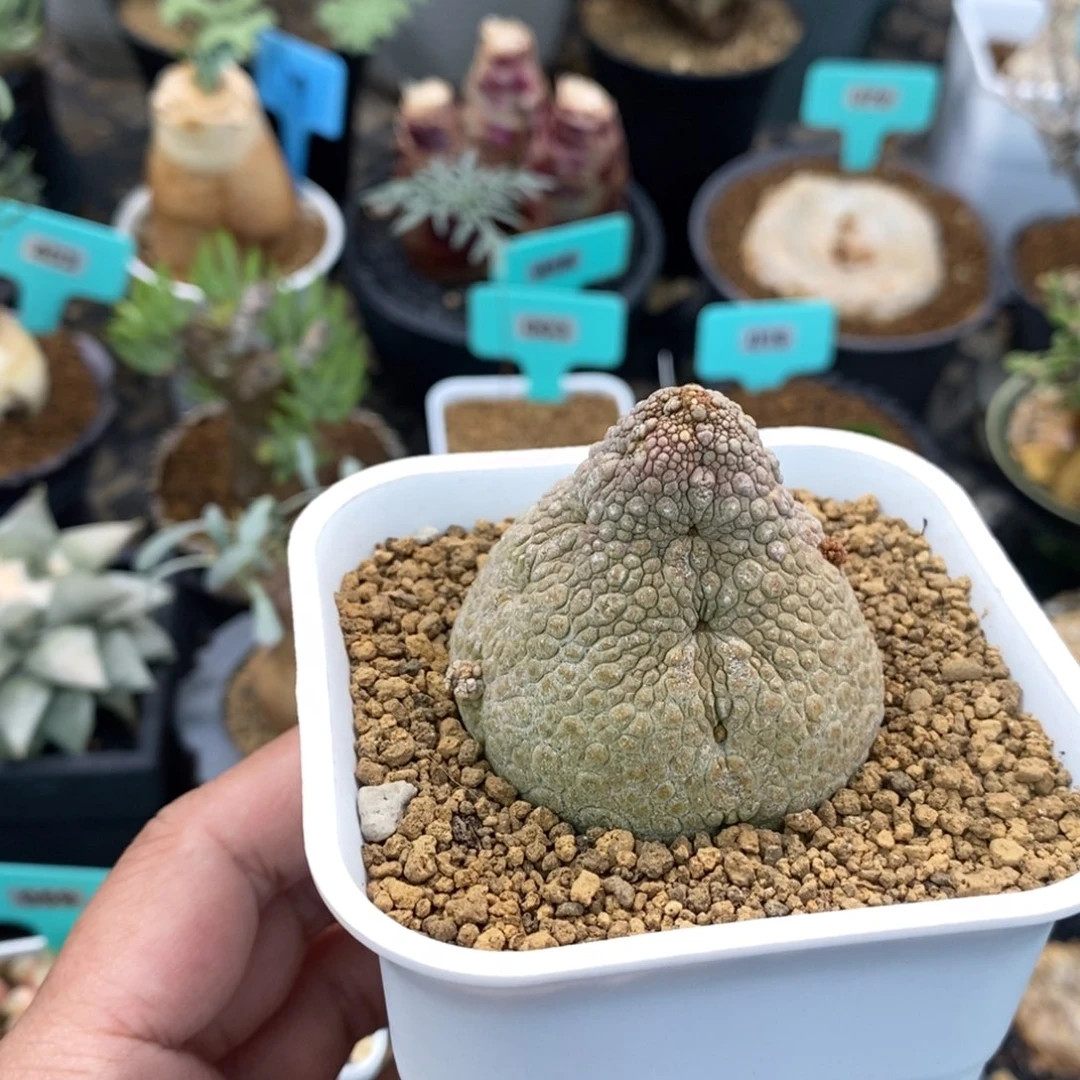 凝蹄玉多肉植物一个