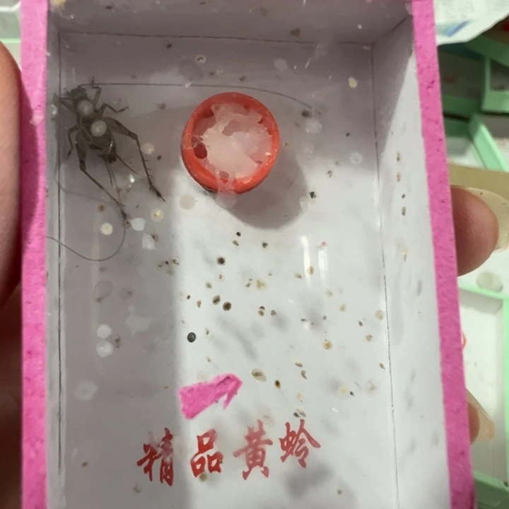 乐***6一只长须金龄子漂亮
