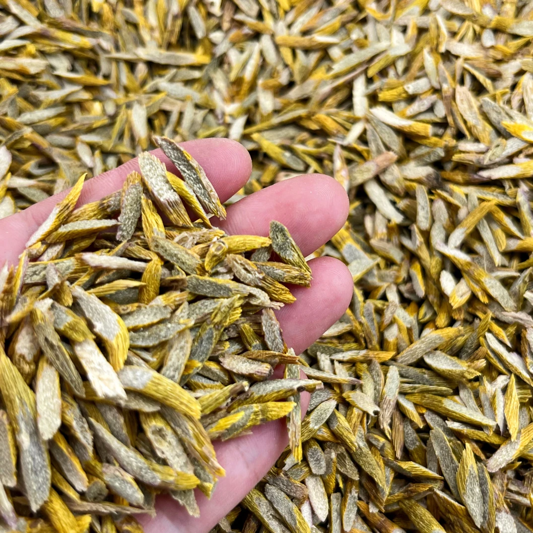 铁皮石斛切片易冲泡胶质浓郁霍山铁皮石斛可煲汤可泡茶养生佳品