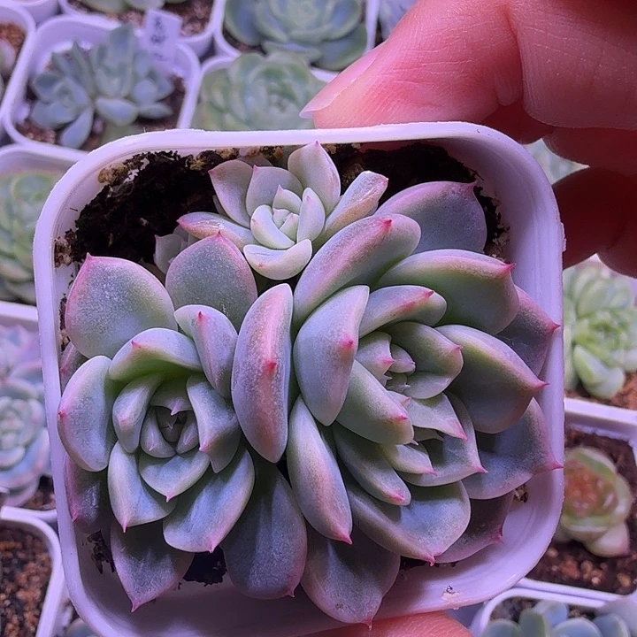 T10甜心叶插苗一物一拍