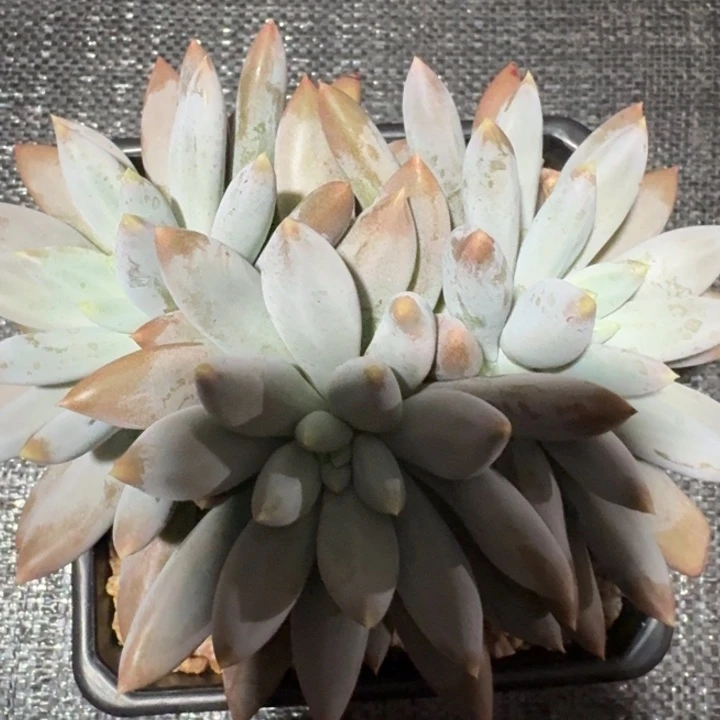 多肉植物哥特萝莉