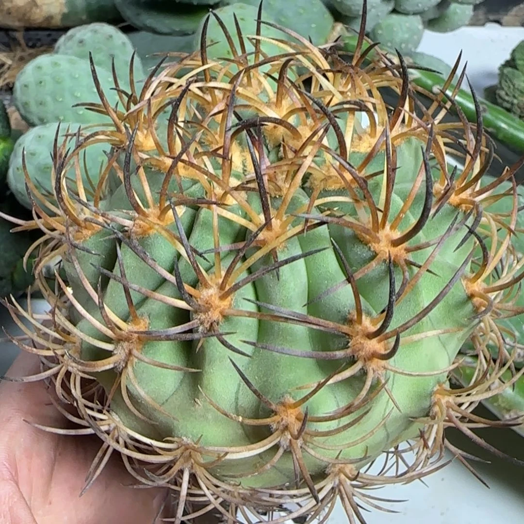 无花朵特选包刺伍佰津玉帮落地