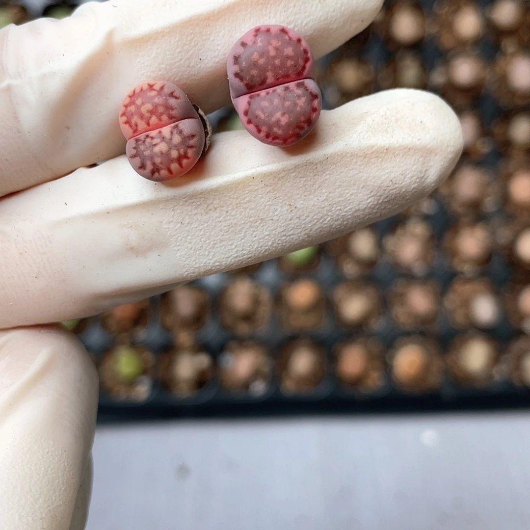 8012大棚清仓甩卖了1.1 1.3