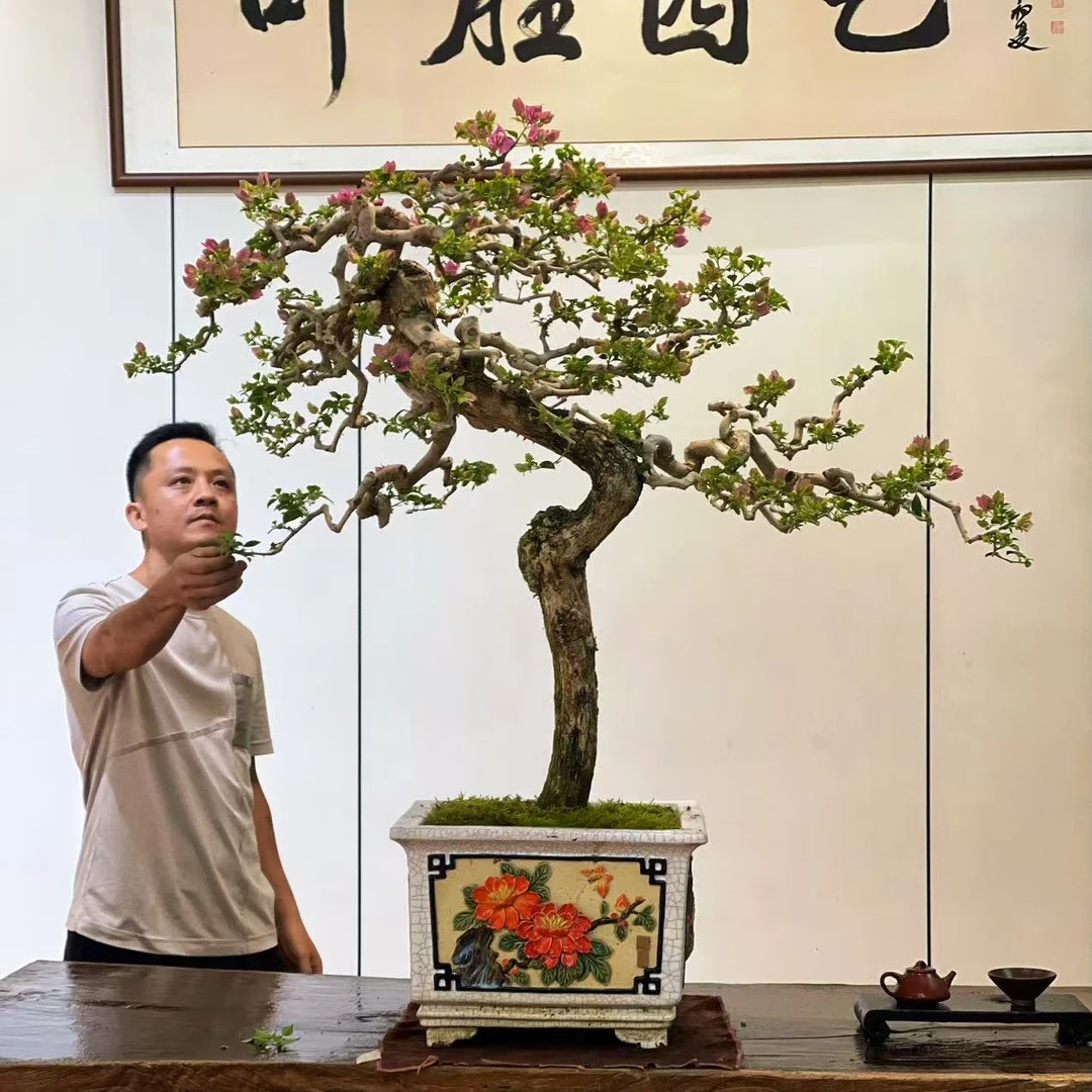 【叶胜园艺】精品小叶紫老桩三角梅盆景