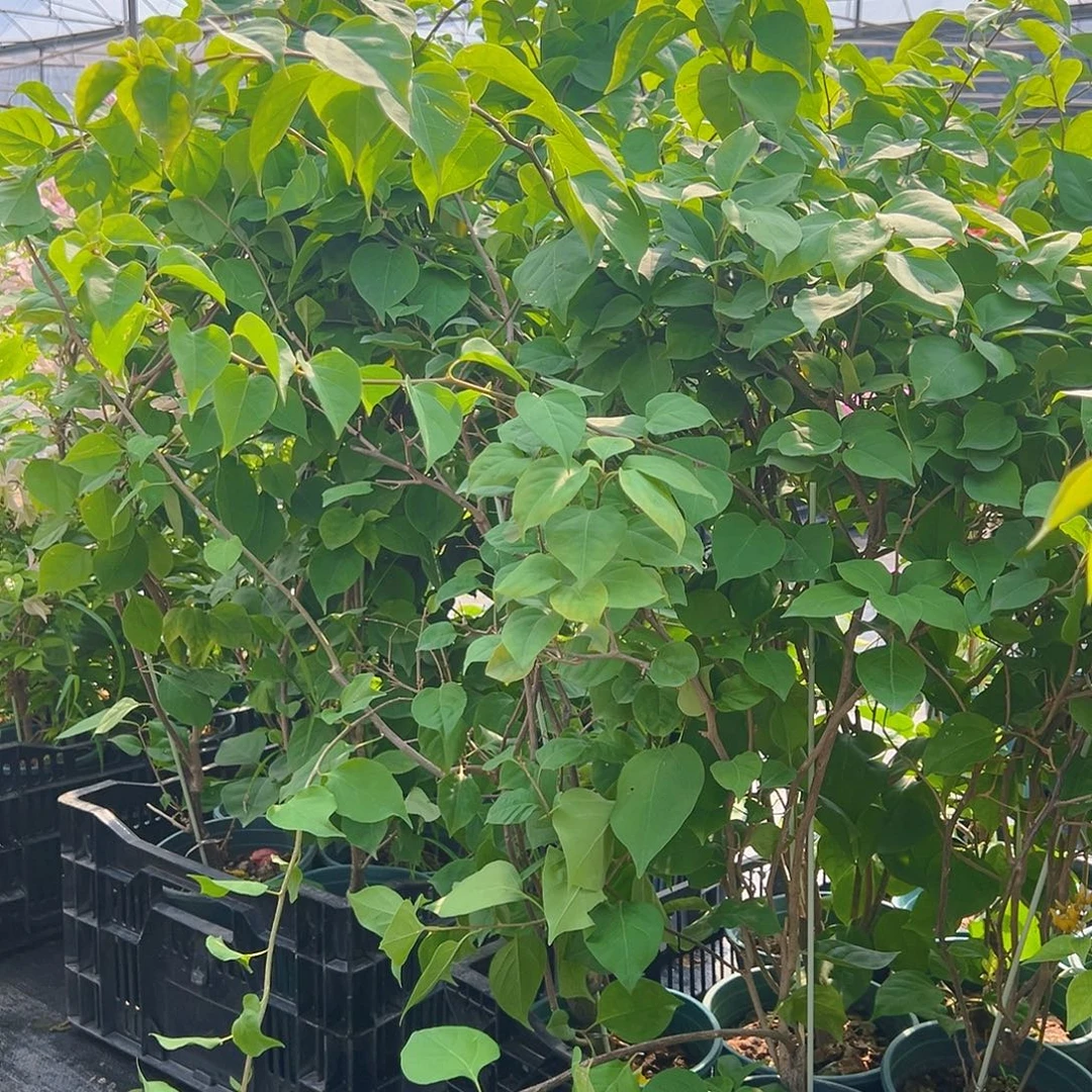 当前无花栽培后可以开花红粉佳人带竹一棵