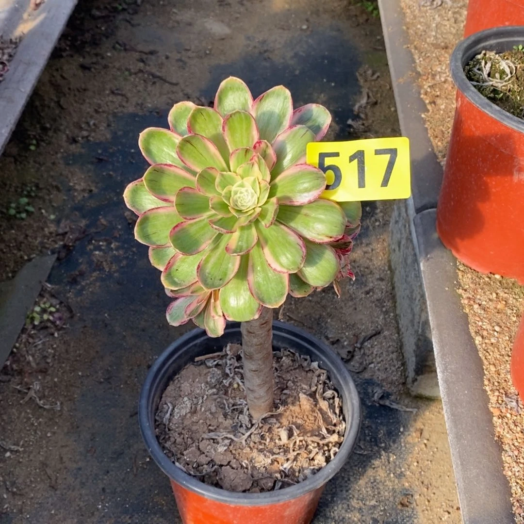 微锦锦多肉法师517