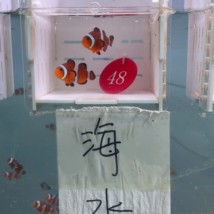 海水鱼精品黑边2条4+