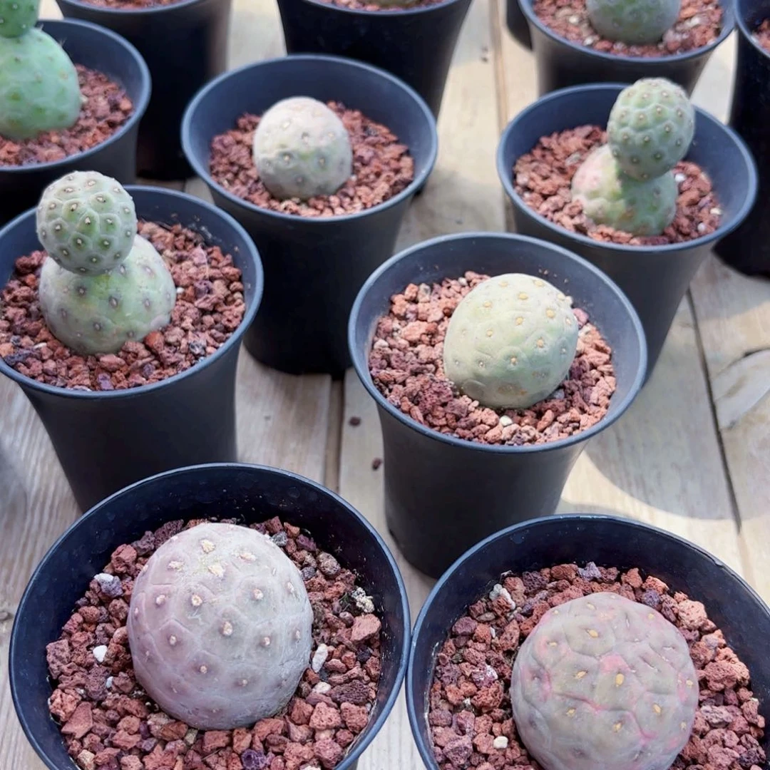 莫*爷习志野仙人球