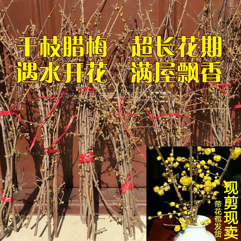 干枝腊梅花泡水开花浓香型鲜切花支室内桌面水培耐寒好养年宵花卉