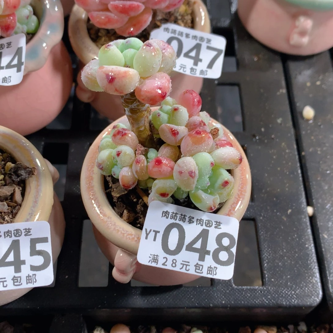 肉萌萌拇指盆精控多肉YT048