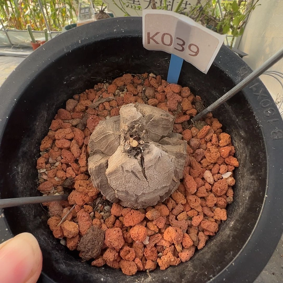 多肉植物专拍 一物一拍 南非龟甲龙039