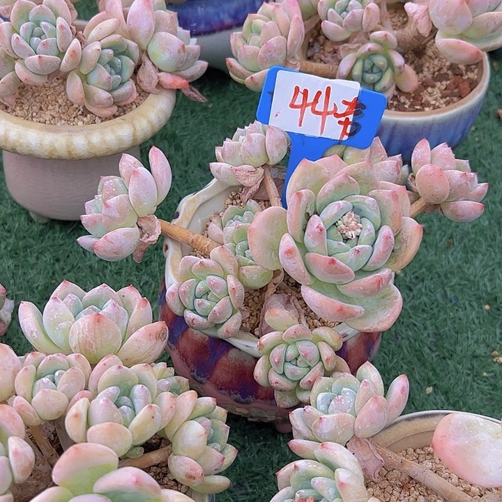 44万舒缓带盆多肉