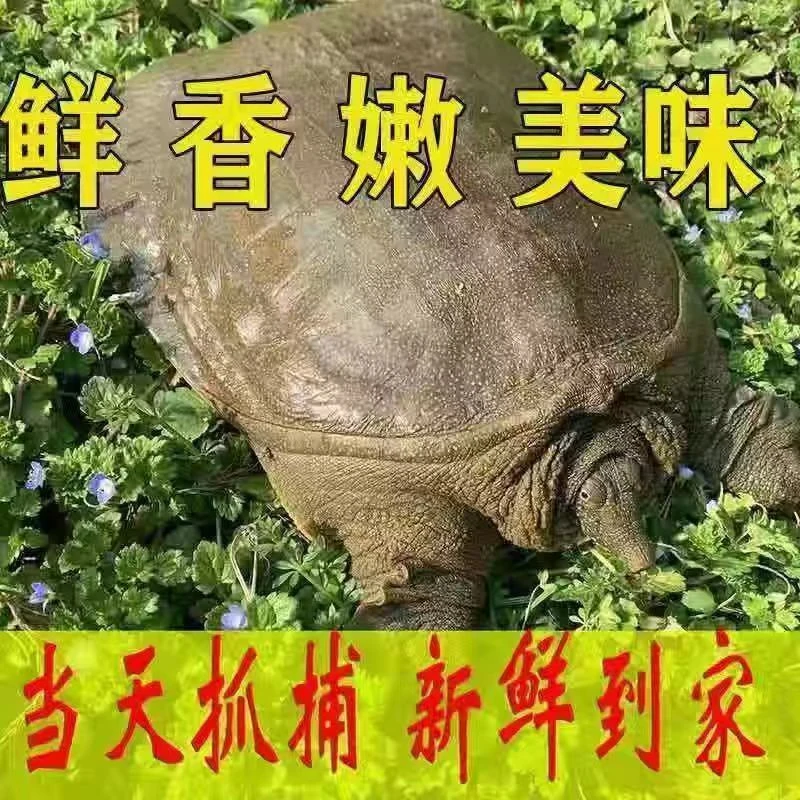 外塘生态黄河甲鱼（一物一拍）
